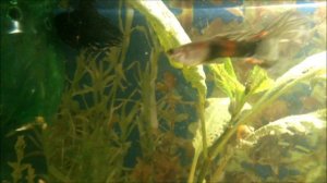 обзор моего 35 литрового аквариума.mp4