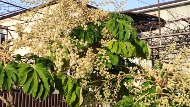 Фатсия смотреть онлайн