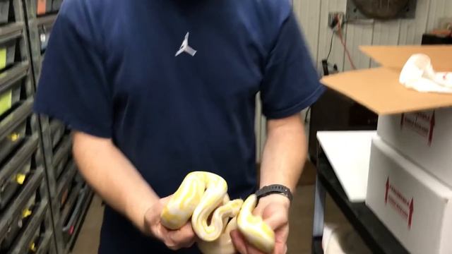 Ball Python Morphs #4  Albinos!