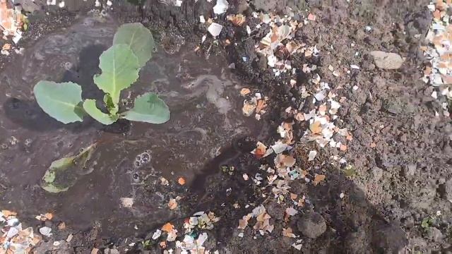 Чем подкормить капусту для быстрого роста. Как бороться с вредителями на капусте. смотреть онлайн