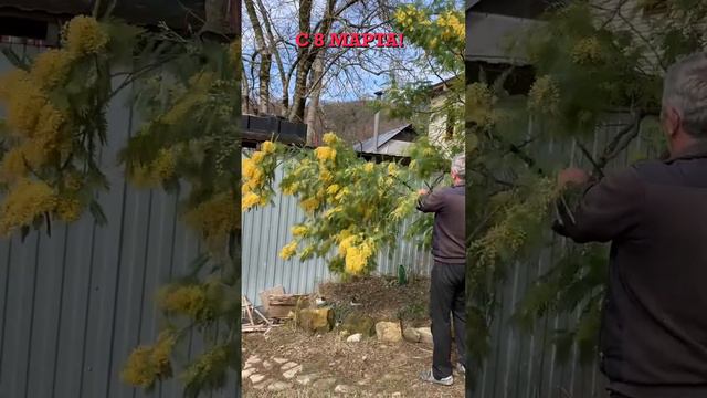 С 8 Марта! #всочиумаши смотреть онлайн