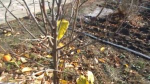 Хурма Россиянка и Мидер урожай 2021г