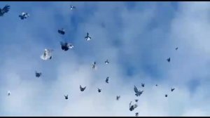 Торцовые голуби БК (Белокалитвинские). Ноябрь 2020 года