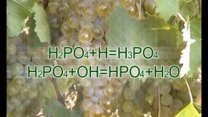 Bulak Agrotech - Нутривант Плюс Виноград ICL