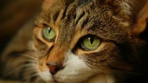 Кого выбрать:кошку или кота?