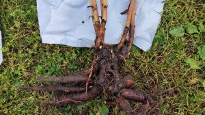 Пример посылки на экспресс доставку от нас через Yandex.Go