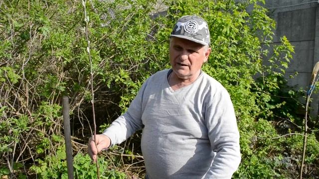 Яблоня: посадка саженца яблони весной