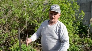 Яблоня: посадка саженца яблони весной