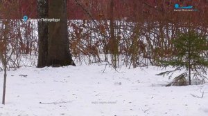 Зимовка серых цапель и лебедей, ласка и филин в центре Петербурга