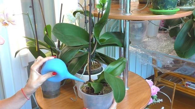 Удобряем орхидеи в двойных горшках! Минимум внимания, отличный результат!? смотреть онлайн
