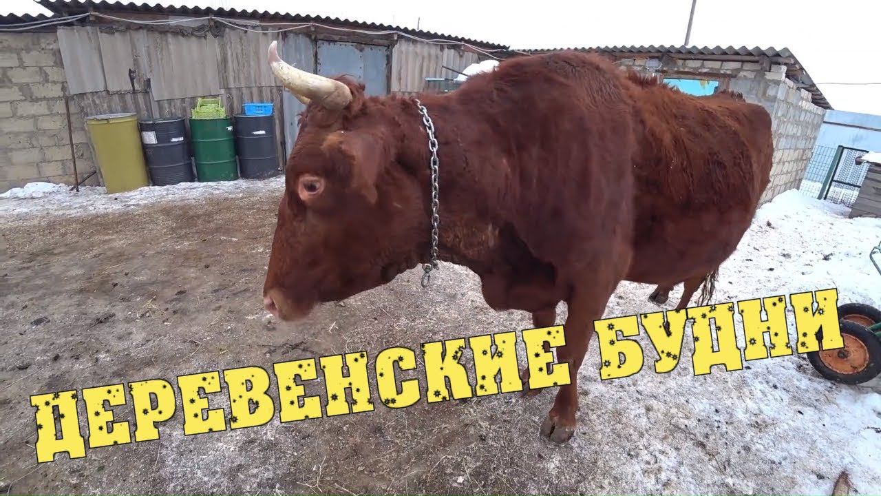 Деревенские будни / Чистим КОРОВУ / Крыша мокрая - Что делать? / Семья в деревне