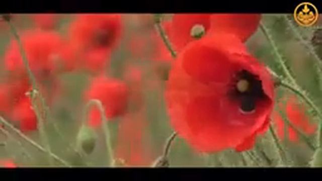 Вопросы и ответы, Про ислам! смотреть онлайн