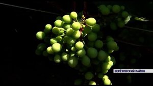 50 сортов винограда вырастил на даче житель Березовского района