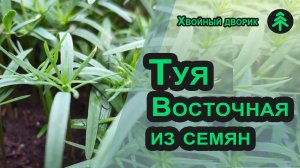 Выращивание туи из семян в зимней теплице - увеличиваем срок вегетации сеянца. Туя из семян