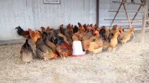 кученские куры