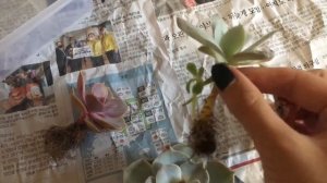 Пересадка суккулента из магазинного грунта.