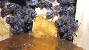 ЗИМОВКА МИКРОНУКЛЕУСА ( среднерусские пчелы ) t +7C часть 1