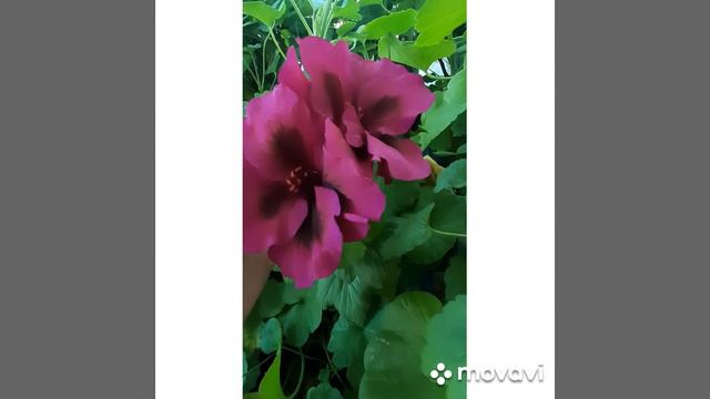 Пеларгония королевская. Первое цветник спустя целую зиму . смотреть онлайн