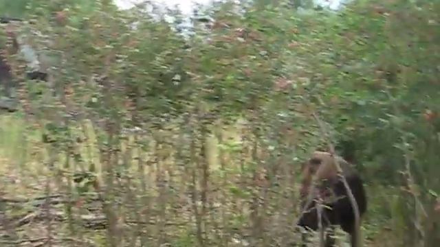 Бычки. Пока не съедите всю траву на этом участке- в другое место не переведу! смотреть онлайн