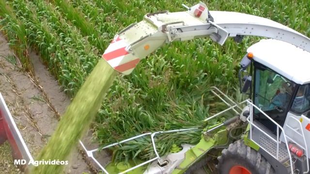 Claas Jaguar 980 | 12 rangs | Biggest Claas Forage Harvester | ETA Letouzey смотреть онлайн