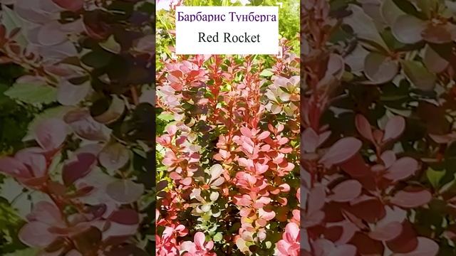 Барбарис Тунберга Red Rocket.?(berberis)