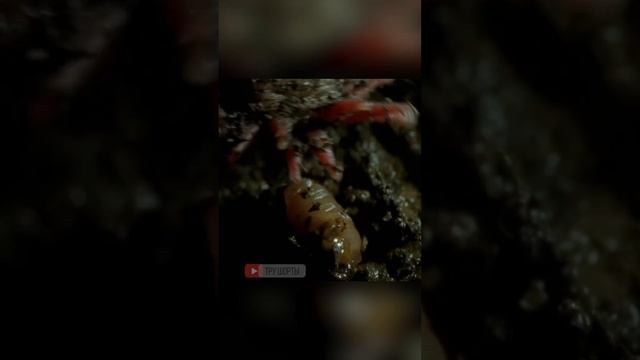 У этого существа самый совершенный орган. Звездонос смотреть онлайн