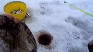 Ловля рыбы зимой (Уклейка)