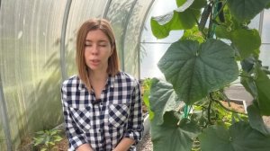 ПЕРЕЦ НЕ РАСТЕТ И СБРАСЫВАЕТ ЗАВЯЗИ. ЧЕМ ПОДКОРМИТЬ?