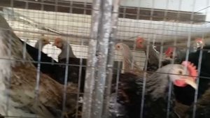 Цыплята подросли. Загорские лососевые. Мараны черно медные