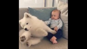 Магическое значение цвета шерсти собаки. Белая собака