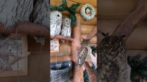 Необычные экскурсии по Санкт-Петербургу и Ленобласти
