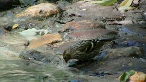 Сосновый чиж, птица которой не должно быть в Москве