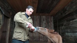 Выкармливание жеребёнка коровьем молоком