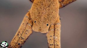 Глаза пауков