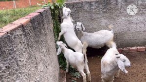 Feeding goats with Gliricidia sepium.