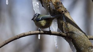 Семейство синиц и их соседи