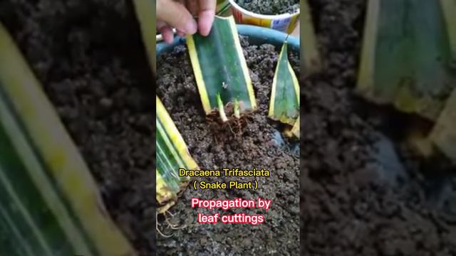 Dracaena Trifasciata Propagation by Leaf Cuttings🌿🙂