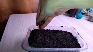 Фикус священный из семян. Посев и первые всходы?