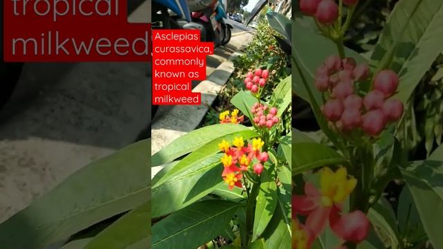 Asclepias curassavica, commonly known as tropical milkweed