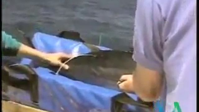 Перепись обитателей мирового океана смотреть онлайн