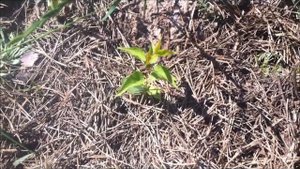 саженец абрикос из косточки