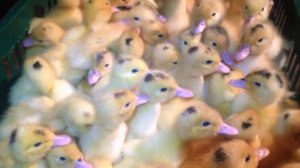 Муларды суточные