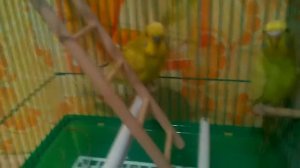 Новая лестница для попугаев