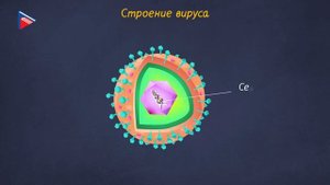 6 класс - Биология - Вирусы