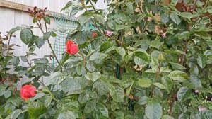 420.#Цветение роз Эльф?Чëрная магия ?Салита? Жасмина? Капри? Мадам Анизет? Фридерик Мистраль? и ещё