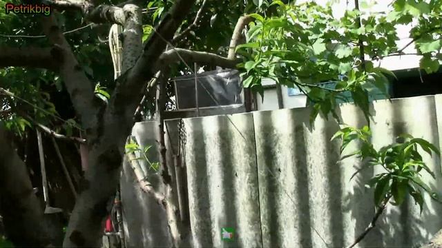 Обработка персика от курчавости и не только смотреть онлайн