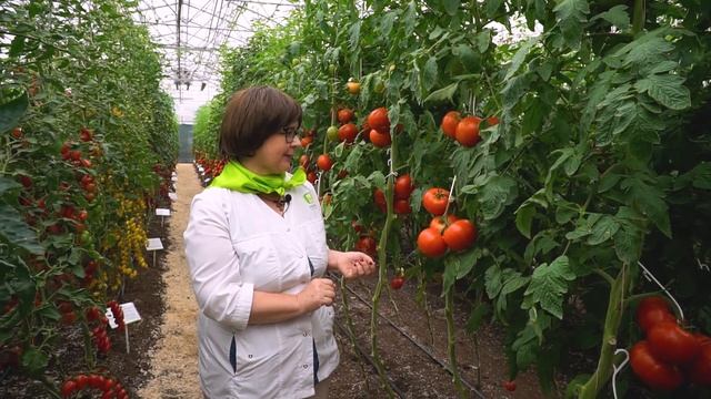 Лучший томат для салатов и томатного сока. Урожайный томат для выращивания в теплице.