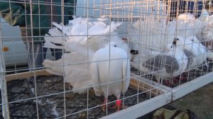 Птичий рынок - Славянск-на-Кубани [15.11.2020]. Часть 1. "Голуби - Ленинградская"