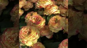 Garden Rose Apple Jack