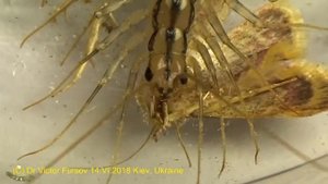 Хищная Многоножка Мухоловка Жрет Под Музыку Кантри!